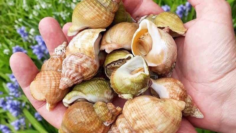 oc-huong-phap-bulot-nuong-moi