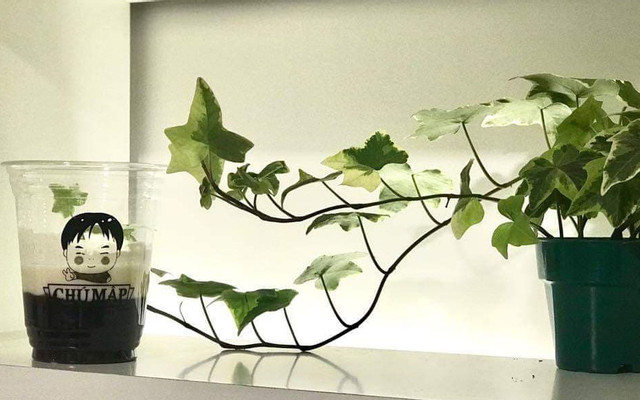 sua-chua-nep-cam-chu-map