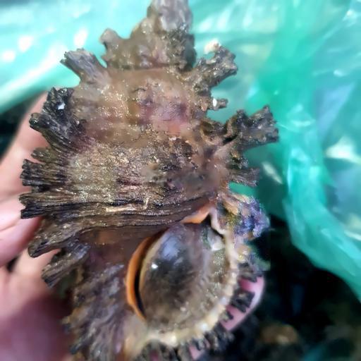 oc-su-tu-rong-hap-sa-cay