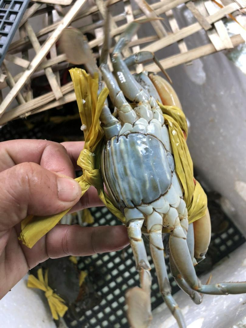 cua-yem-vuong-gach-vang-hap