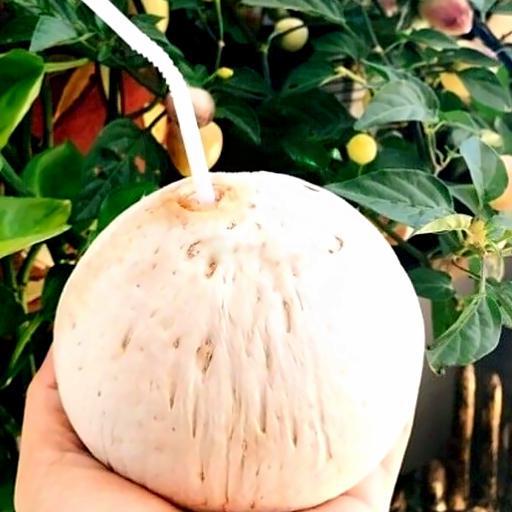 dua-xiem-so-troc-10-qua