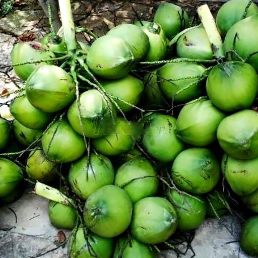 dua-xiem-tuoi-nguyen-chuc-10-qua