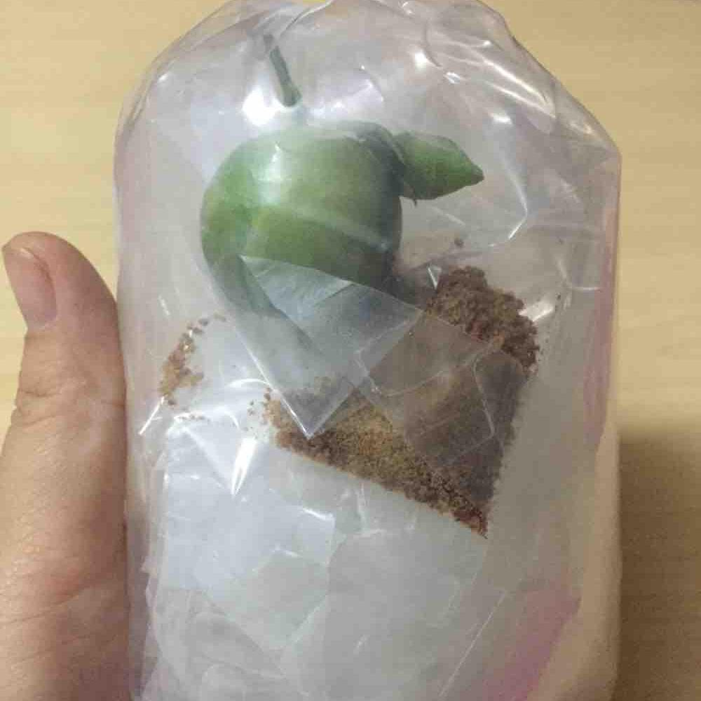 bang-trang-lac-muoi-tac