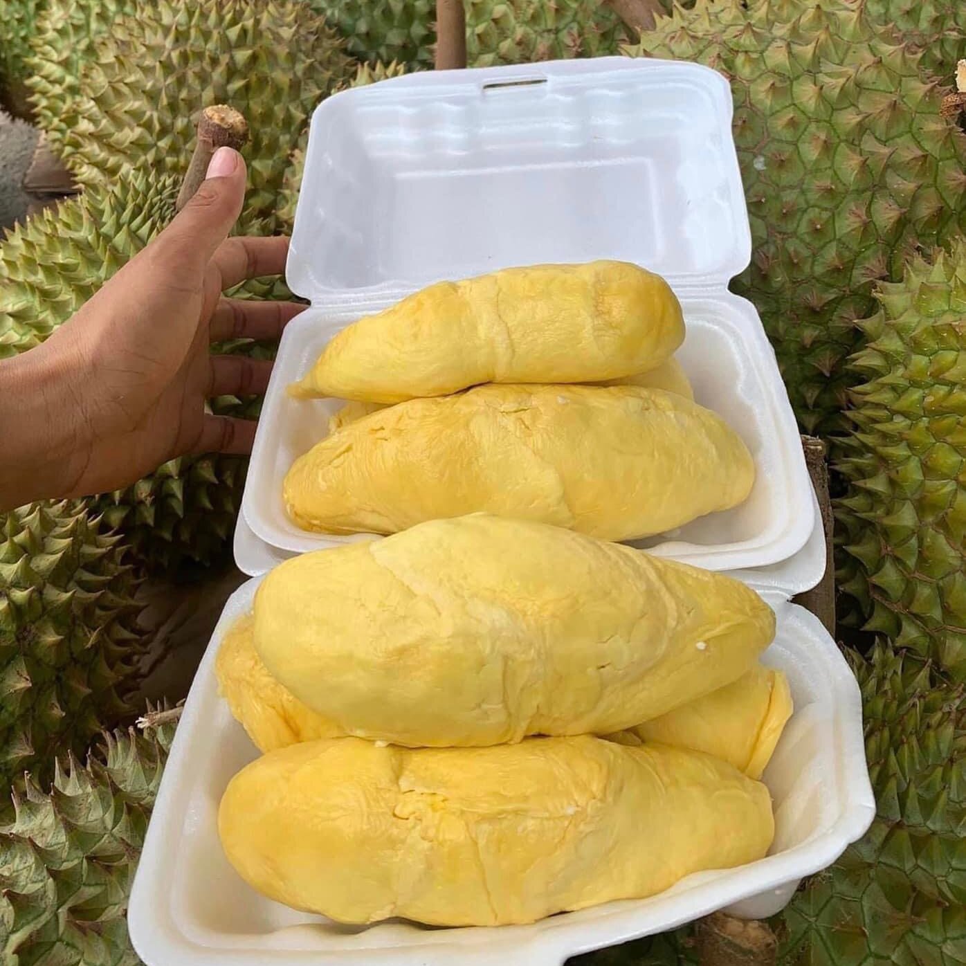 sau-rieng-a-huoai-tinh-lo-10